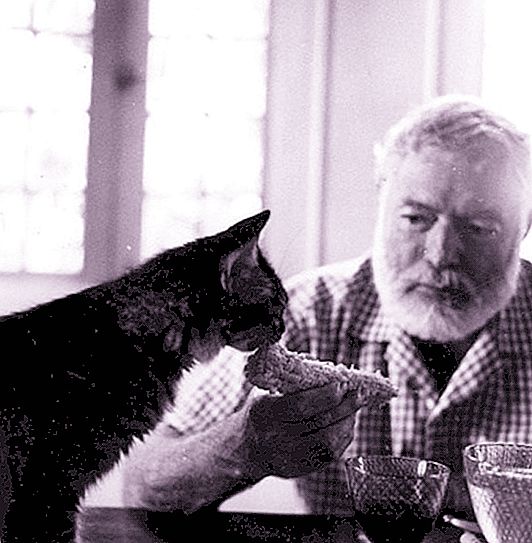 Yazarın Mirası: Ernest Hemingway'in Ünlü Kedileri Bugün Nasıl Yaşar?