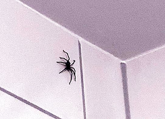 En edderkop fra en støvsuger kan kravle ud, eller er det værd at "støvsuge"