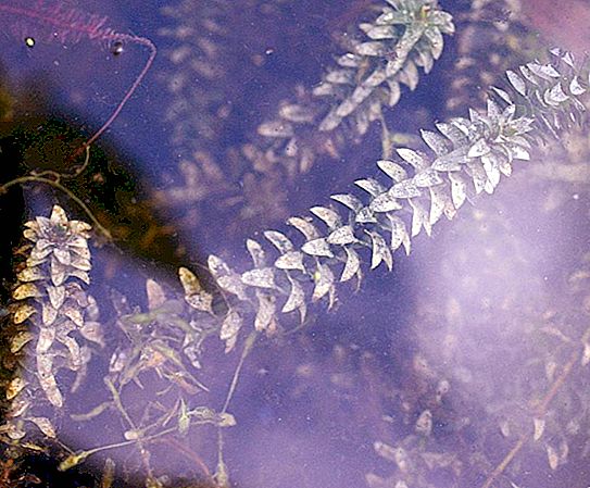 Onderwaterplanten: soorten, namen en beschrijving