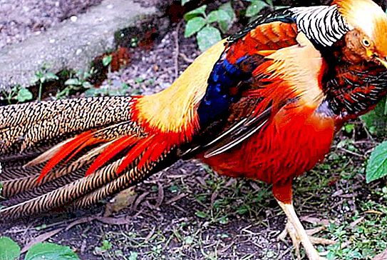 自然は名声のために懸命に働きました：驚くほど美しい色の9匹の動物