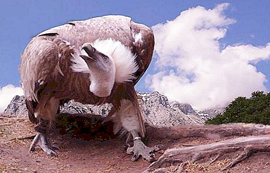 Bird of the Hawk-familjen. Beskrivning av de ljusaste representanterna
