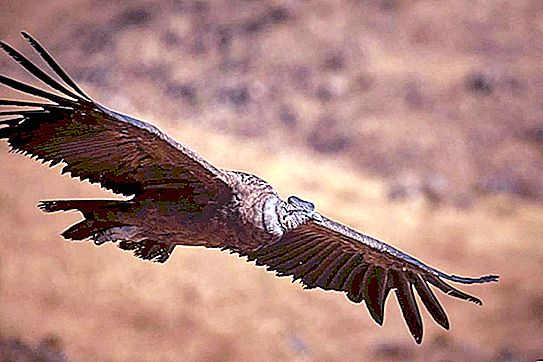 The largest bird of prey: description, habitat, photo