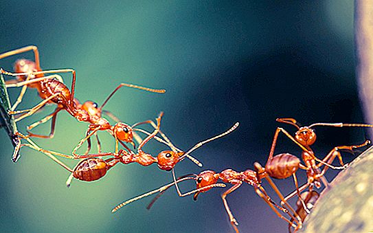 The strength lies in unity: the ants build a bridge of themselves to help others cross the “gap” (video)