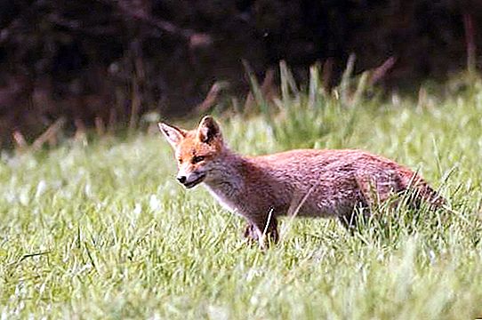 Steppe fox: ang mahirap na buhay ng isang hayop