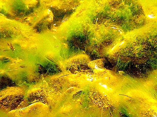Ulotrix是一种藻类。 Ulotrix：照片，描述，复制