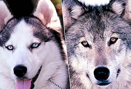 ¿Sabes cómo distinguir un lobo de un perro?