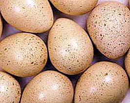 Sülün yumurtası: kullanışlı özellikleri ve fotoğrafları