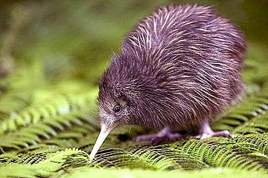 Animais da Nova Zelândia: descrição e foto