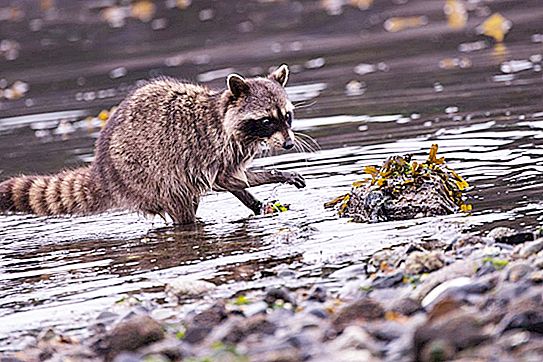 Raccoon và kẹo xỉa: một vụ mất tích bí ẩn