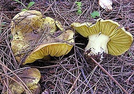 绿蘑菇：描述，分布，烹饪特性