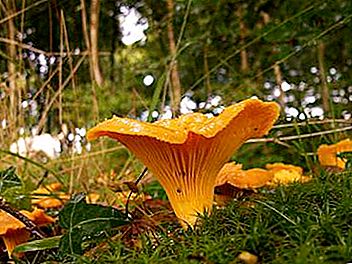 Sienipaikat Jaroslavlin alueella. Onko Jaroslavlin alueella sieniä?