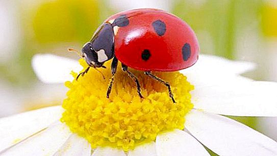 Hvad hedder den røde bille med sorte prikker?