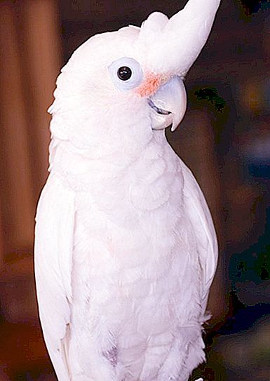 Goffin Cockatoo: beskrivelse, pleje, sygdom