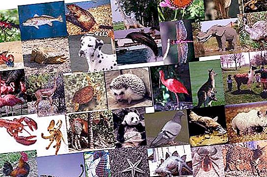 What kind of animals are there? Some classification features