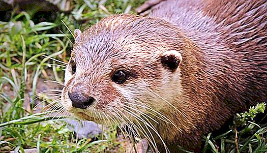 Caucasian otter: description, features and habitat