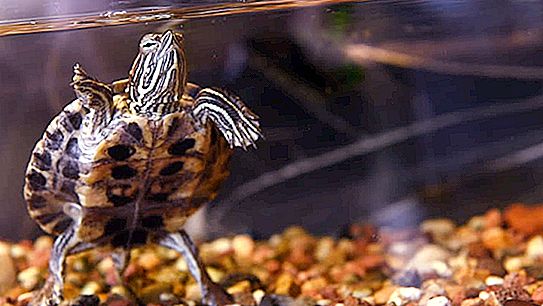 Żółw Trachemys: opis, cechy, zdjęcie. Ile zębów ma żółw