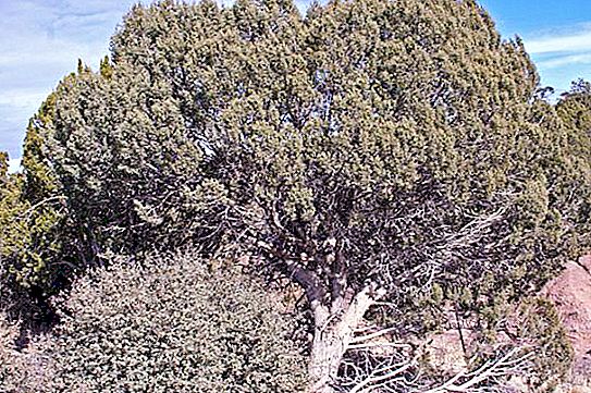 Crimean juniper: sifat berguna, jenis dan fakta menarik