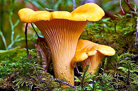 Cogumelo Chanterelle: descrição do cogumelo, foto e dicas de secagem