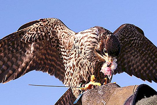 शिकार पक्षी: सूची, विशेषताओं, शिकार के लिए तैयारी और दिलचस्प तथ्य