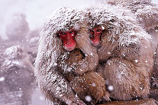 Macaque với chiến lợi phẩm màu đỏ: giống và mô tả
