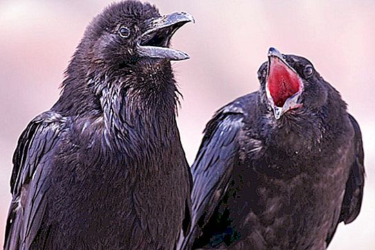 No se’n va de casa sense paraigua i pal, els corbs venjançant-se dos anys de l’Índia per salvar els pollets
