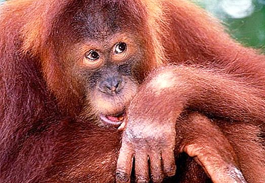 אורנגאוטן של Sumatran: תיאור ותצלום