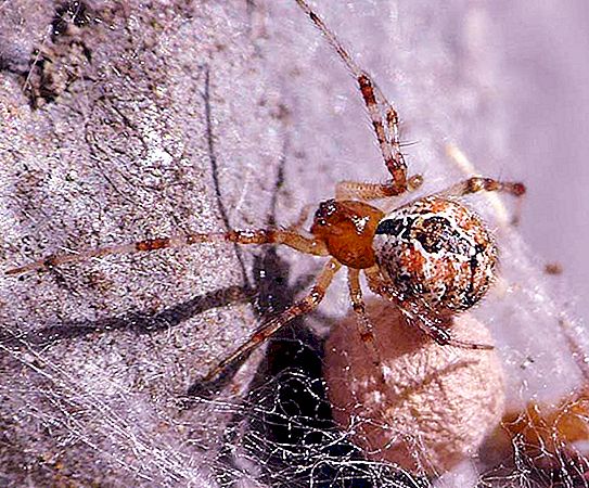 Spider-web labah-labah: wakil-wakil genus yang tidak berbahaya dan beracun