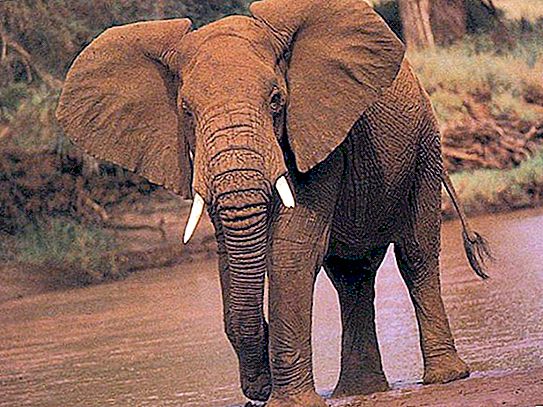 Elefantin elinkaari. Kuinka monta vuotta norsu elää eri olosuhteissa?