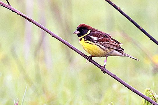 Dubrovačka ptica: fotografije, staništa, značajke šljiva, uvjeti