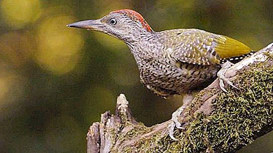 赤毛の鳥：名前。 森の鳥の説明
