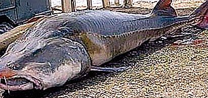 Ikan Kaluga - gergasi Amur