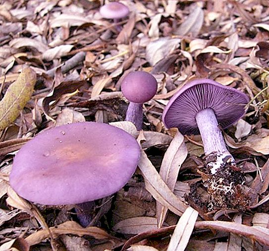 Įprastas violetinis: valgomasis ar nuodingas grybas?