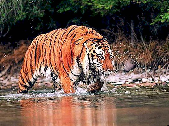 Con hổ lớn nhất thế giới - nó là gì?