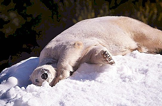 Isbjørne holdt i en zoologisk have så sne for første gang