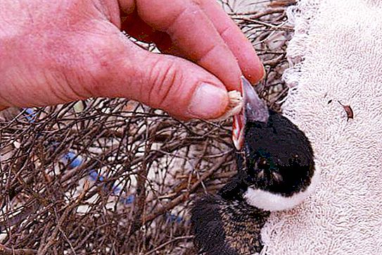 Wat te doen als het kuiken uit het nest valt? Hoe kunt u besparen?