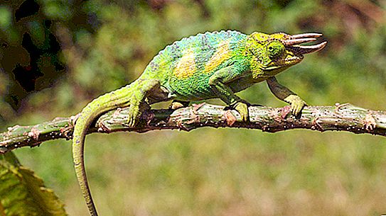 Kameleon Jacksona: opis, zdjęcie, cechy treści