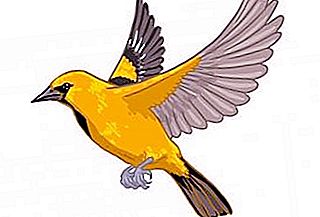 Ang Oriole ay hindi lamang isang songbird, ngunit matalino at maganda rin!