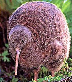 Kiwi är en fågel som inte vet hur man flyger.