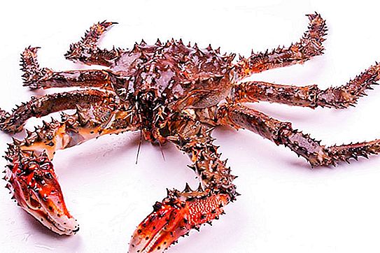 Prickly crab: description, distribution and prey