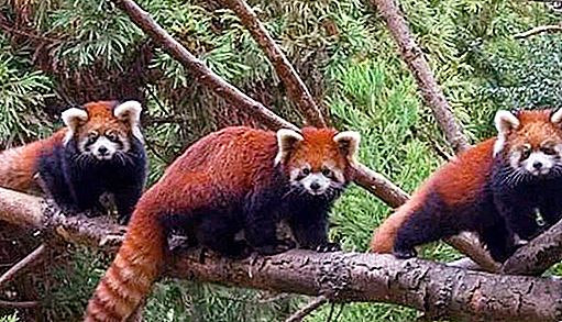 Punainen panda: kuva, kuvaus, elinympäristö