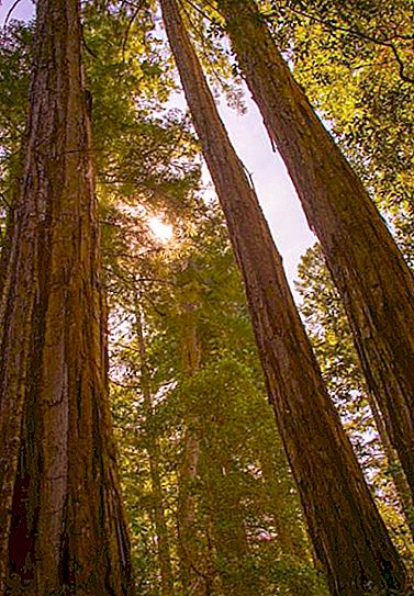 L'altezza massima della sequoia è sempreverde. L'albero è un gigante