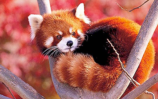 Küçük panda: açıklama ve fotoğraf