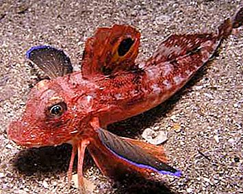 Sea cock - capabele vis