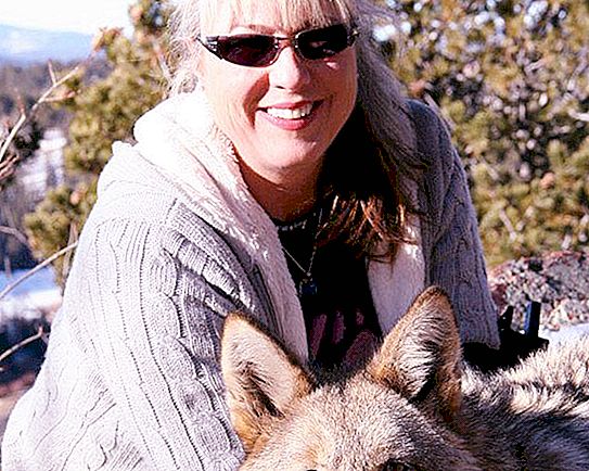 Pas en colère et faim, mais gentils et moelleux: les loups "domestiques" au Colorado