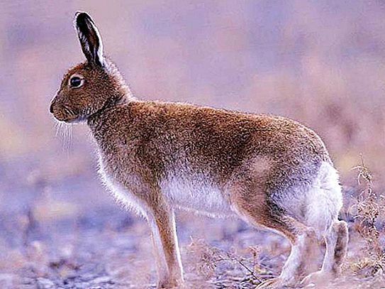 Описание на зайци: начин на живот и поведение