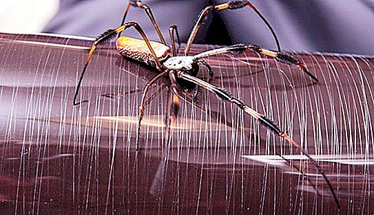 蚕蜘蛛：有趣的事实，照片