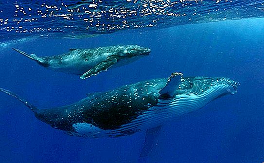 Per què migren les balenes? Els científics han comprovat que tornen als tròpics per perdre la pell