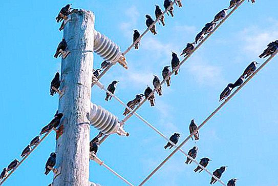 Why does not shock birds on wires: biology and physics in action