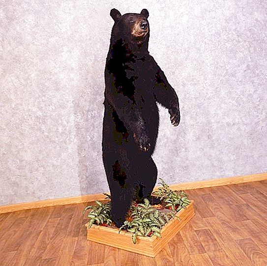 Prosessen med å lage en utstoppet bjørn