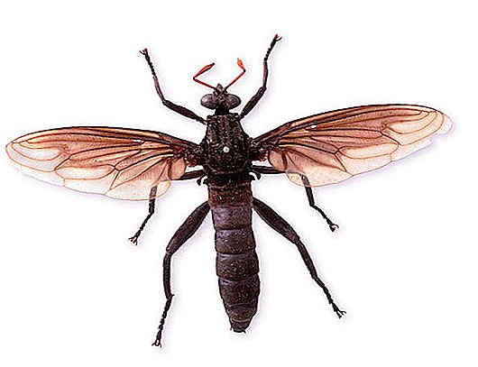 La mosca más grande del mundo: reportaje y foto